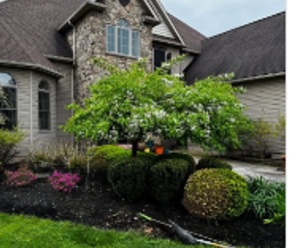 Spring Tree Ring & Flowering Shrub Bed