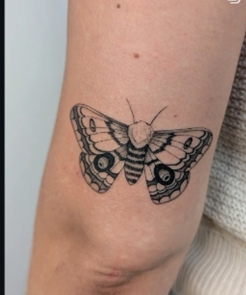 Symmetrical Botanical Moth